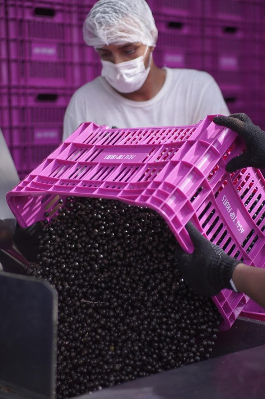 Produção de açaí